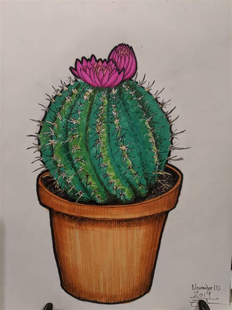 Cactus Flower In A Pot Drawing