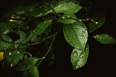 Water Droplets On Green Leaf Hd Wallpaper Peakpx
