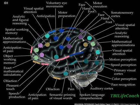 Brain Map Basic Anatomy And Physiology
