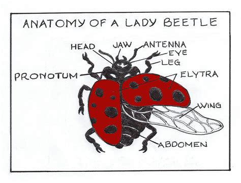 This lesson will cover english vocabulary for the human body parts as follows the part of your face above your eyes and below your hair. Ladybug or Lady Beetle? | Ohio Gardener Web Articles