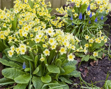 English Primrose Primula Vulgaris Gardening From House To Home