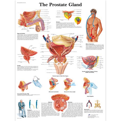 anatomical charts and posters health education charts men s health education the prostate