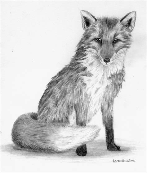 Drawings Foxes Fox Drawing Fox Art Drawings