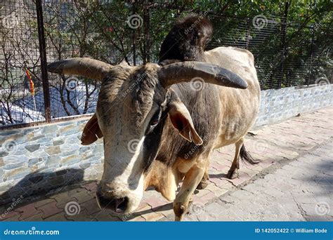 Closeup Of Giant Brahman Bull Stock Photo Image Of Walks Personal