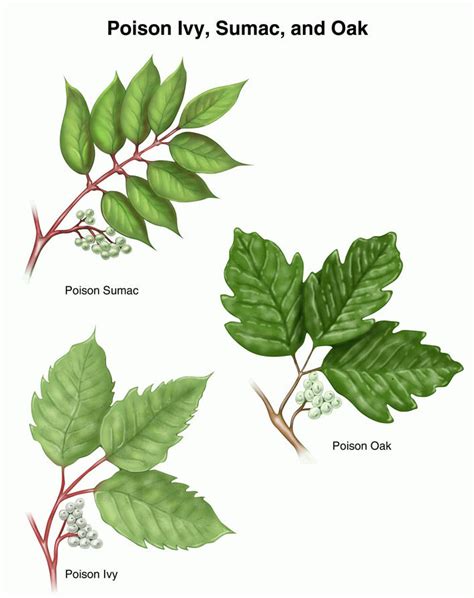 How To Distinguish Poison Ivy