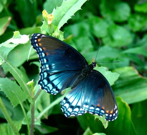 Blue Butterfly Birds And Blooms