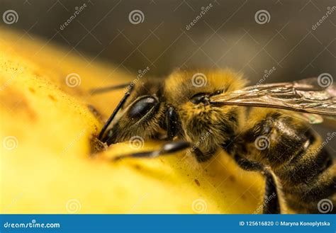 Honey Bee Drinks Sweet Juice Of Ripe Apple Stock Photo Image Of