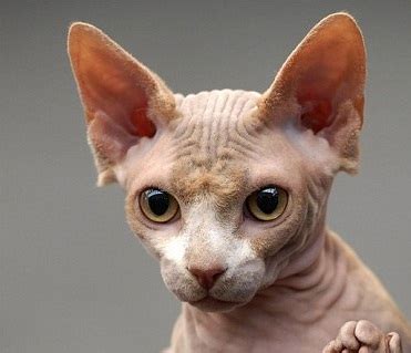 Sphinx cats are famous for being hairless cats that clearly won't shed. Cats, Chaos and Confusion: Cat Breeds That Don't Shed (As ...