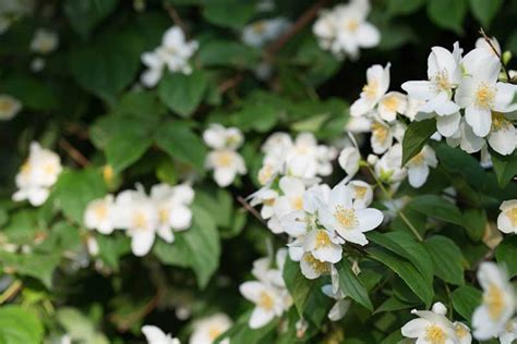 5 Petal White Flower Yellow Center Best Flower Site