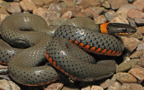 Anaconda Python Snake Hd Wallpaper