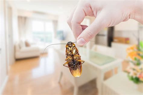 Cockroach Prevention How To Keep Cockroaches From Invading Your Home Synergy²