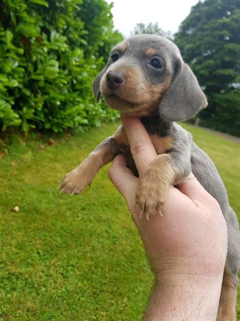 75 Blue And Tan Dachshund For Sale Image Bleumoonproductions