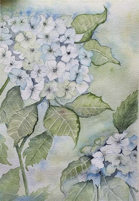 Pin By Ruth Josephson On Art Flowers Hydrangeas Hydrangea Flowers