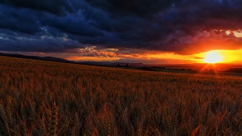 Picture Nature Sky Fields Spikes Scenery Sunrises And 1366x768