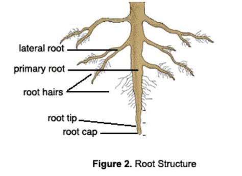 What Is The Difference Between Root Hairs And Lateral Roots Brainlyph