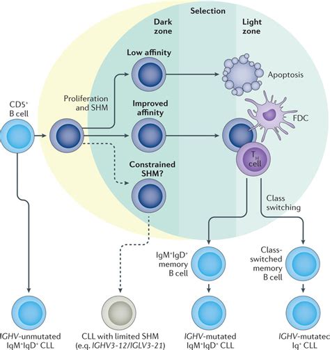 Cellular Origins Of Cll Cells Download Scientific Diagram