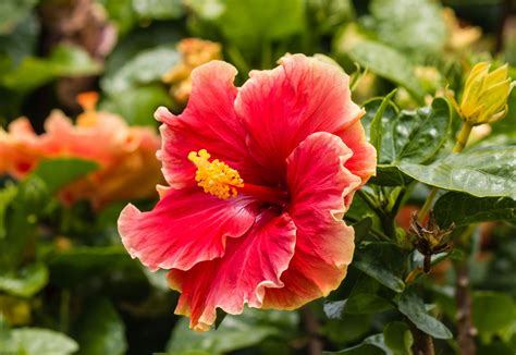 Chinese Hibiscus Description Flower Uses Cultivation And Facts