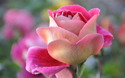 Download Hd Rose Beautiful Flower Wallpaper Beautiful Rose Flowers