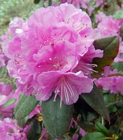 Pjm Rhododendron Rhododendron X Pjm H 1 Usda Hardiness Zone