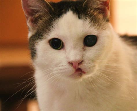 Tali could have mastitis, which is fatal without treatment. Rodent (sore) Ulcer of Cat's Lip and Mouth | Pets, People ...