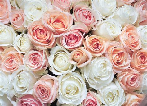 White And Pink Roses Background Pink Roses Background Rose