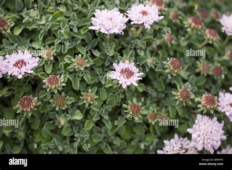 Scabiosa Farinosa Pincushion Flower Stock Photo Alamy
