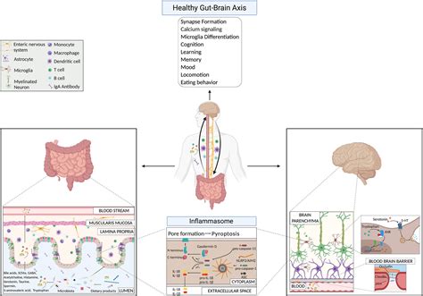 frontiers the gut brain axis how microbiota and host inflammasome influence brain physiology