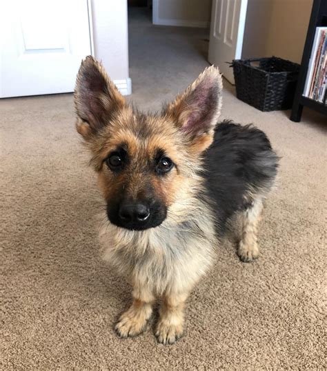 Meet Ranger Tiny German Shepherd With Dwarfism That Means He Will Look