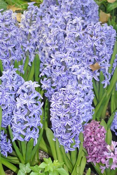 Fragrant Blue Hyacinth Blue Hyacinth Spring Blooms Bloom