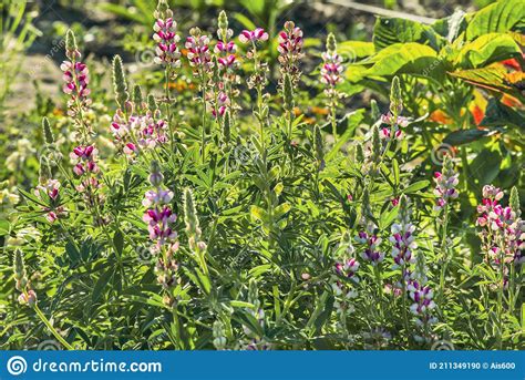 The Beautiful Lupine Bush Latin Lupinus Is A Genus Of Plants From The