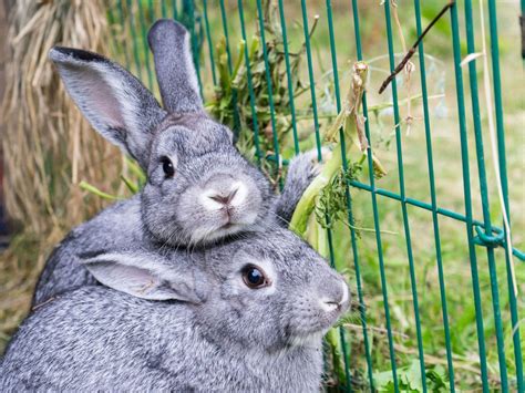 Keeping Backyard Bunnies How To Raise Rabbits In Your Backyard