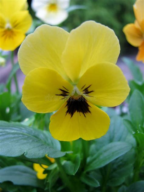 Yellow Pansy Flower In Garden Stock Image Image Of Blooming March