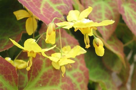 Epimedium X Perralchicum Frohnleiten Elfenbloem De Tuinen Van