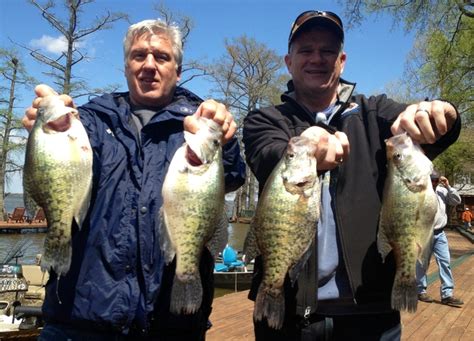Catching Great Crappie Here At Reelfoot Lake Crappie Lake Fish