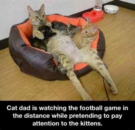 Cat Dad Meme Guy