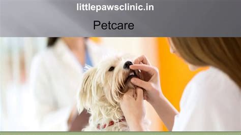 It is our goal to educate and involve clients in a lifetime health care plan for their special companions. Little Paw's Vet Clinic | Pet Clinic | 24 Hours Veterinary ...