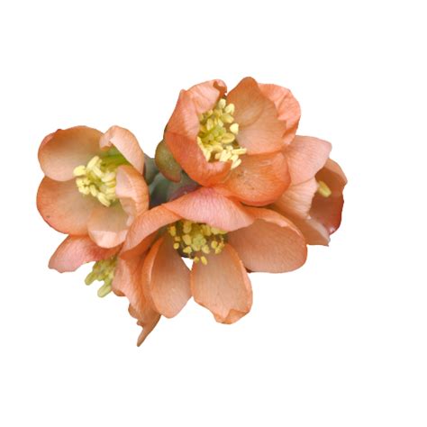 Peach Flower Png Png Image Collection