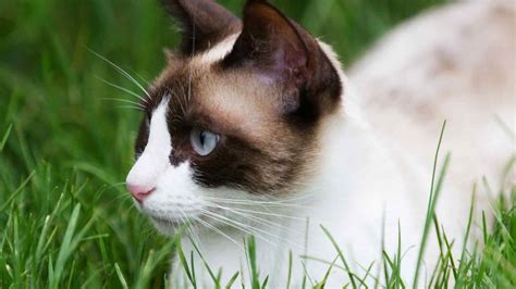 Snowshoe Cat Allergies Cute Of Animals