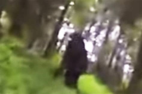 Does This Prove Bigfoot Exists Gopro Video Shows Mysterious Beast In