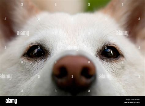 Dogs Muzzle High Resolution Stock Photography And Images Alamy