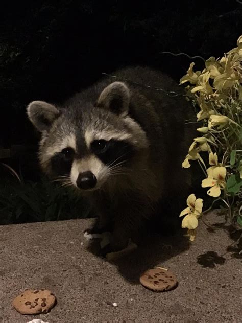Nova Aroace Edd Is So Real On Twitter Just A Psa This Raccoon Is