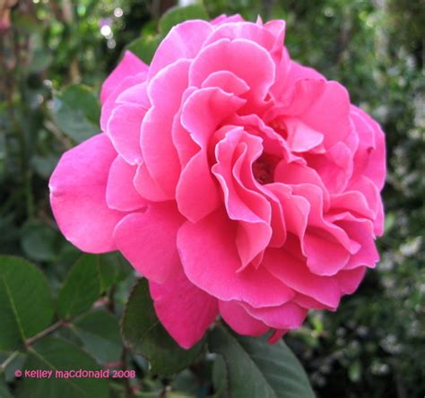 Plantfiles Pictures Hybrid Tea Rose Pink Peace Rosa