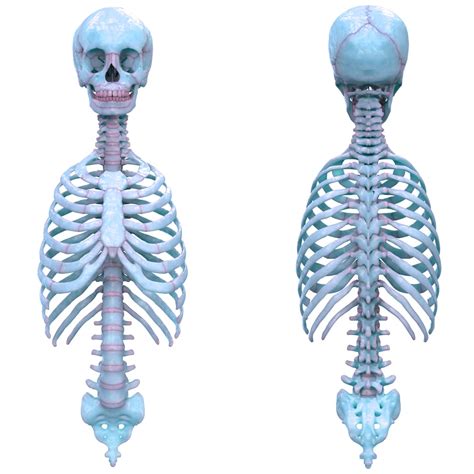 Axial Skeleton Pharmacy Scope