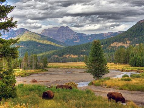 Yellowstone National Park Wyoming United States
