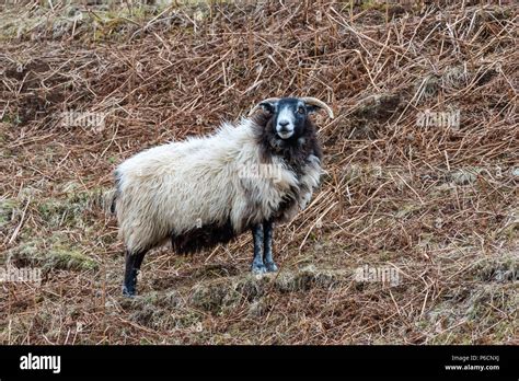 Scottish Blackface Sheep Isle Of Skye Scotland United Kingdom Stock