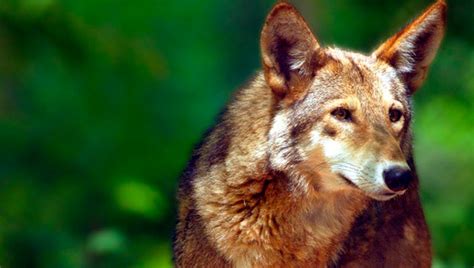 Usfws Overhauls Red Wolf Recovery Washington Daily News Washington