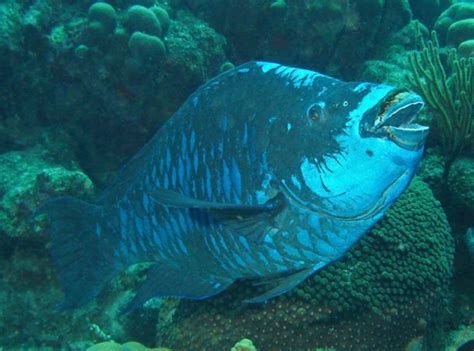 Parrotfish Critical To Reef Health Now Protected Under Mexican Law