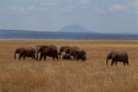 10 Tourist Attractions In Tanzania With Photos And Map Touropia