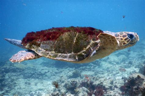 Loggerhead Sea Turtle Endangered Wildlife OÜ