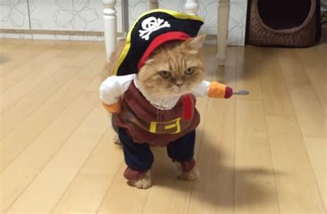 Halloween Pirate Cat Cute Cats Funny Animal Pictures